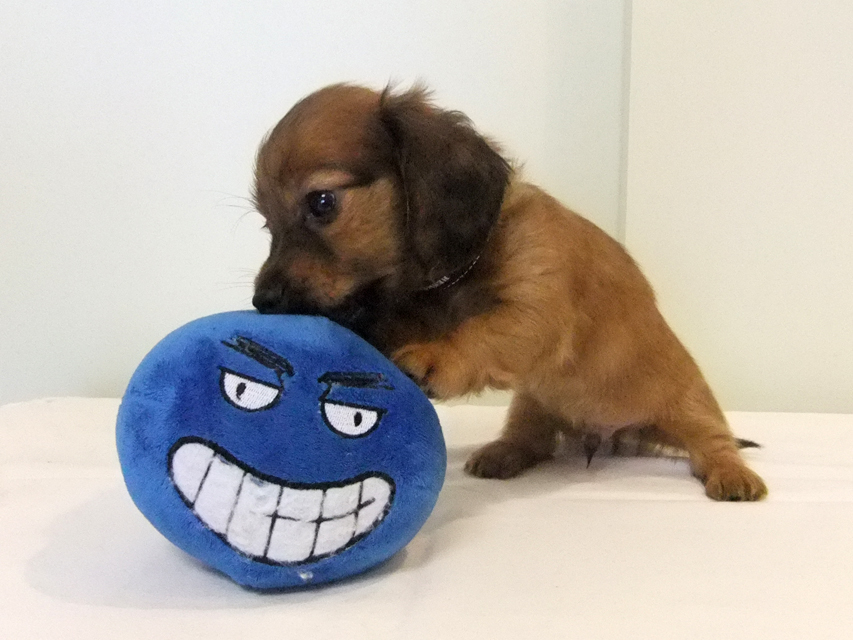 カニヘンダックス 子犬 シェーデットレッド男の子 カニヘンダックス 子犬 シェーデットレッド男の子