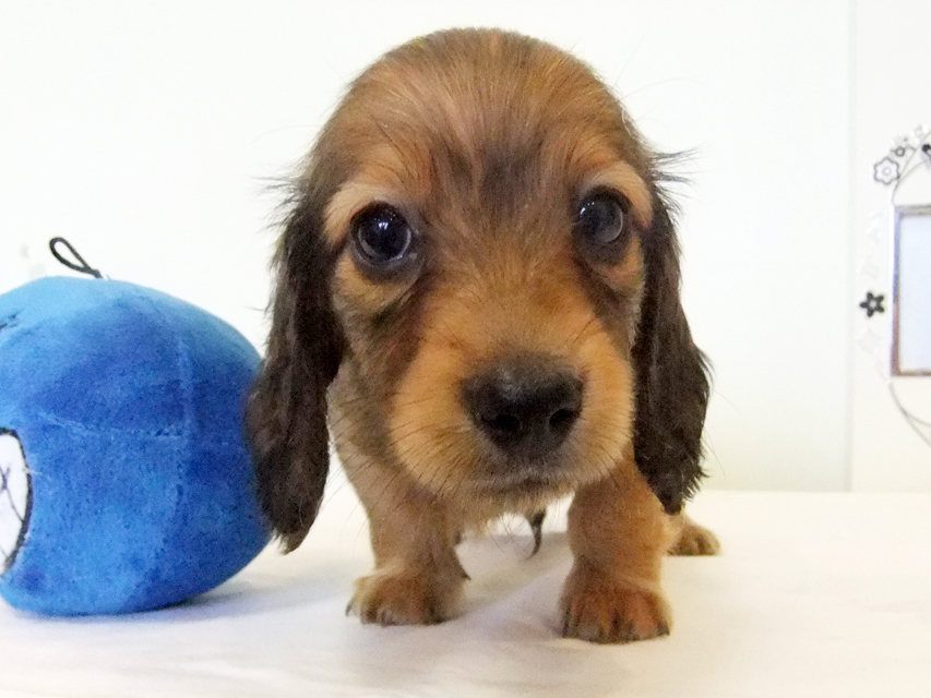 カニヘンダックス 子犬 シェーデットレッド男の子 カニヘンダックス 子犬 シェーデットレッド男の子