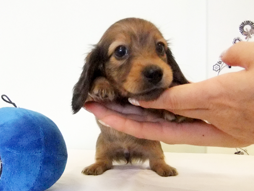 カニヘンダックス 子犬 シェーデットレッド男の子 カニヘンダックス 子犬 シェーデットレッド男の子