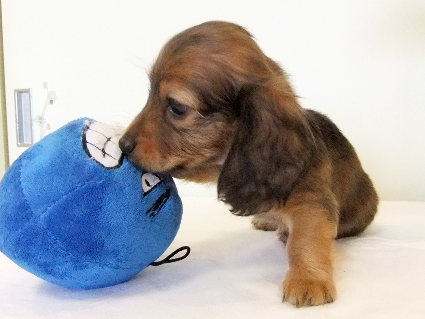 カニヘンダックス 子犬 シェーデットレッド男の子 カニヘンダックス 子犬 シェーデットレッド男の子