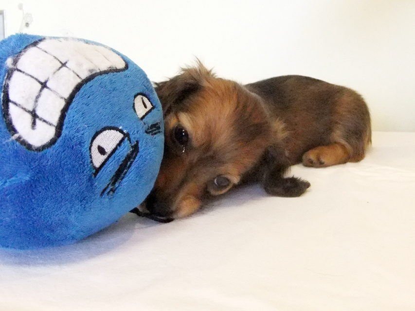 カニヘンダックス 子犬 シェーデットレッド男の子 カニヘンダックス 子犬 シェーデットレッド男の子