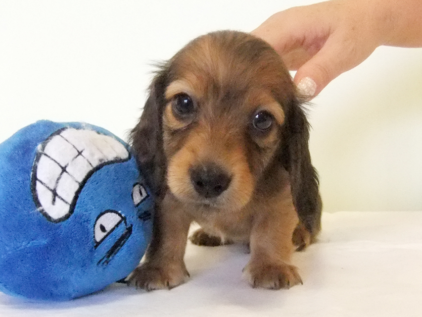 カニヘンダックス 子犬 シェーデットレッド男の子 カニヘンダックス 子犬 シェーデットレッド男の子