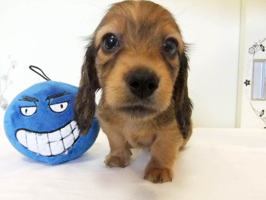 カニヘンダックス 子犬 シェーデットレッド男の子 カニヘンダックス 子犬 シェーデットレッド男の子