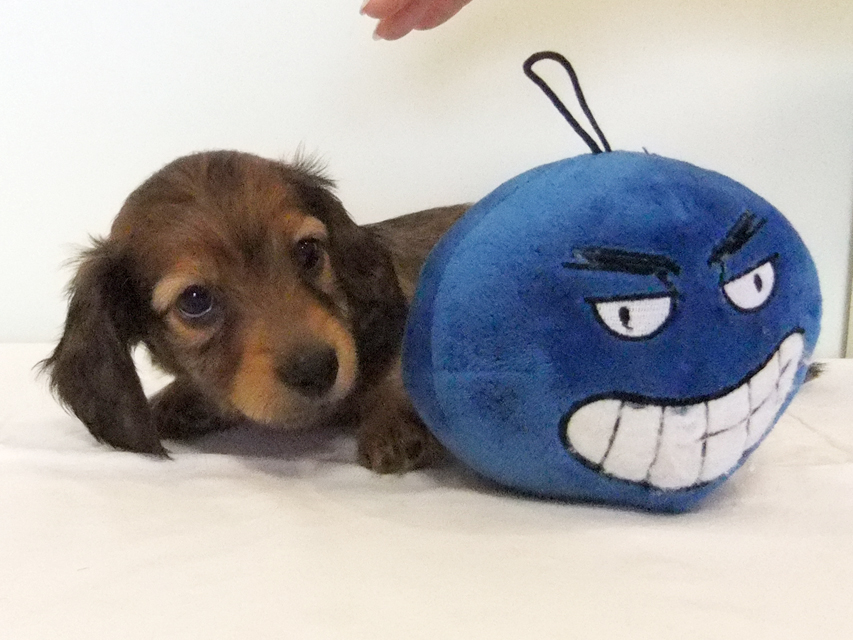 カニヘンダックス 子犬 シェーデットレッド男の子 カニヘンダックス 子犬 シェーデットレッド男の子