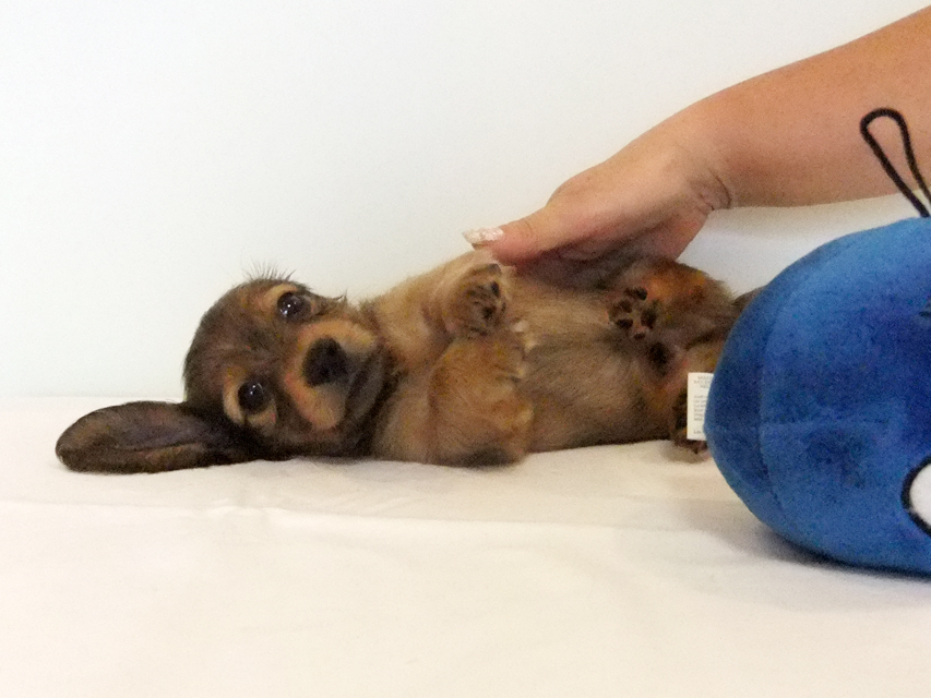 カニヘンダックス 子犬 シェーデットレッド男の子 カニヘンダックス 子犬 シェーデットレッド男の子