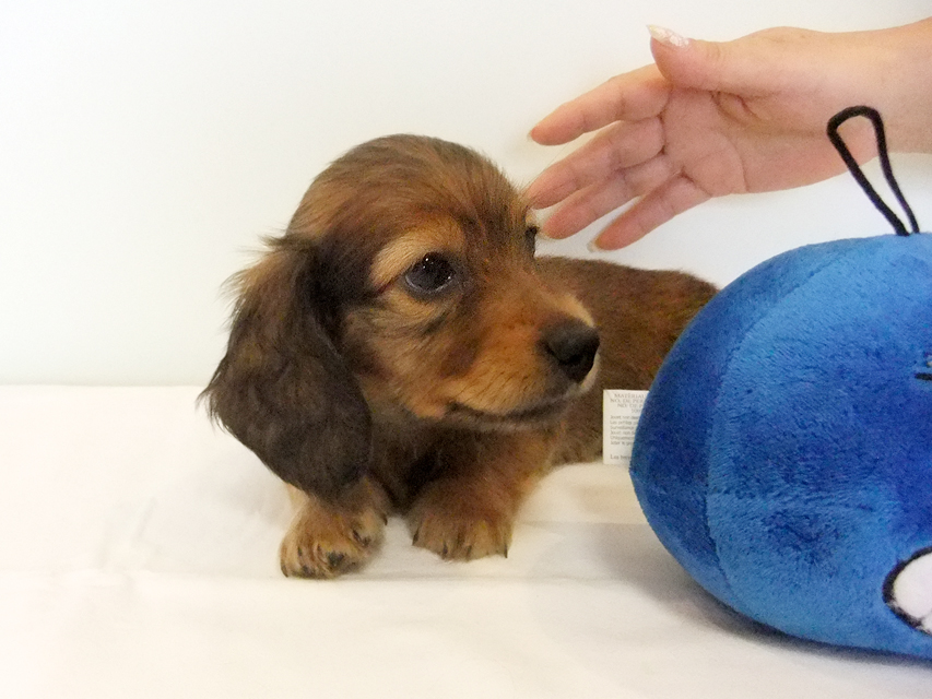 カニヘンダックス 子犬 シェーデットレッド男の子 カニヘンダックス 子犬 シェーデットレッド男の子