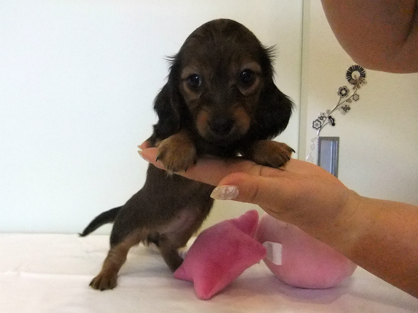 カニヘンダックス 子犬 シェーデットレッド女の子 カニヘンダックス 子犬 シェーデットレッド女の子