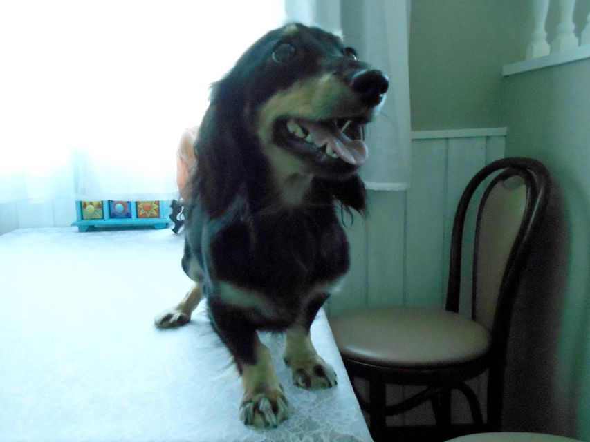 カニンヘンダックス ペコ ブラックイエロー