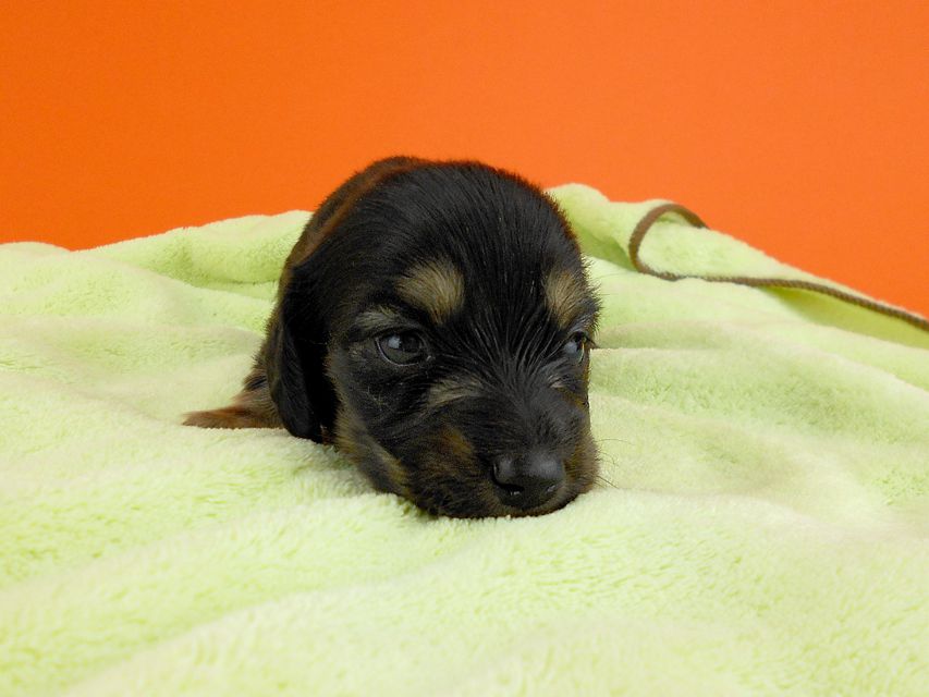 カニンヘンダックス スワン & ジムダンディの子犬 ブラックイエロー 男の子 お写真初登場DSCN0173 カニンヘンダックス スワン & ジムダンディの子犬 ブラックイエロー 男の子 お写真初登場