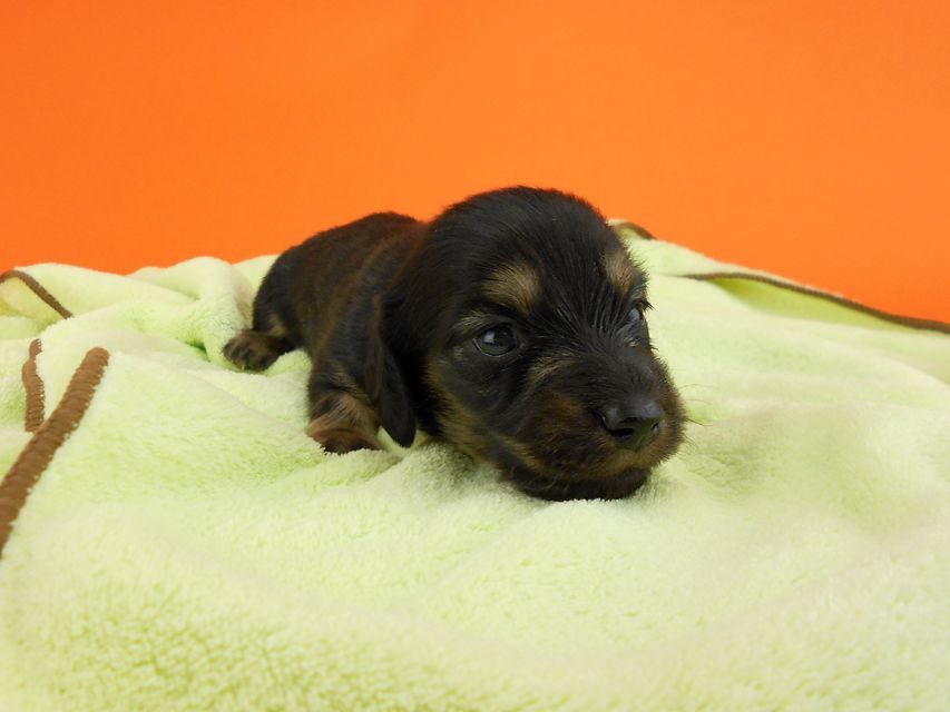 カニンヘンダックス スワン & ジムダンディの子犬 ブラックイエロー 男の子 お写真初登場DSCN0177 カニンヘンダックス スワン & ジムダンディの子犬 ブラックイエロー 男の子 お写真初登場