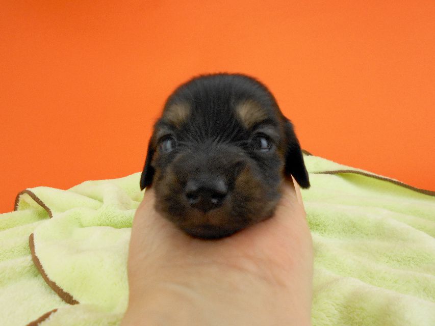 カニンヘンダックス スワン & ジムダンディの子犬 ブラックイエロー 男の子 お写真初登場DSCN0178 カニンヘンダックス スワン & ジムダンディの子犬 ブラックイエロー 男の子 お写真初登場