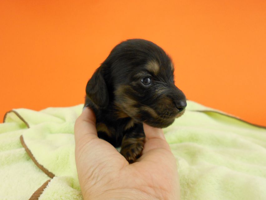 カニンヘンダックス スワン & ジムダンディの子犬 ブラックイエロー 男の子 お写真初登場DSCN0180 カニンヘンダックス スワン & ジムダンディの子犬 ブラックイエロー 男の子 お写真初登場