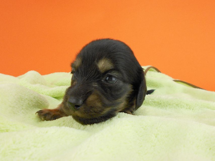 カニンヘンダックス スワン & ジムダンディの子犬 ブラックイエロー 男の子 お写真初登場DSCN0182 カニンヘンダックス スワン & ジムダンディの子犬 ブラックイエロー 男の子 お写真初登場