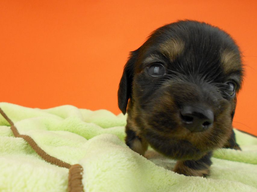 カニンヘンダックス スワン & ジムダンディの子犬 ブラックイエロー 男の子 お写真初登場DSCN0185 カニンヘンダックス スワン & ジムダンディの子犬 ブラックイエロー 男の子 お写真初登場