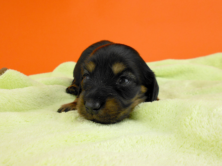 カニンヘンダックス スワン & ジムダンディの子犬 ブラックタン 女の子 お写真初登場