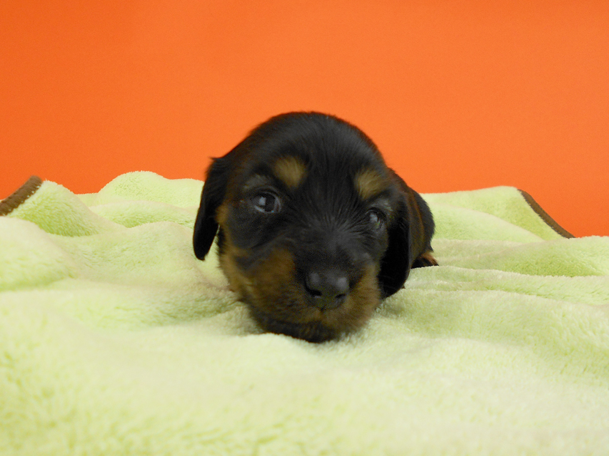 カニンヘンダックス スワン & ジムダンディの子犬 ブラックタン 女の子 お写真初登場