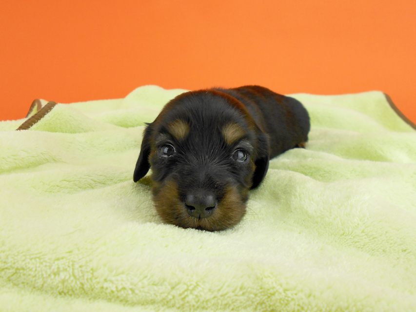 カニンヘンダックス スワン & ジムダンディの子犬 ブラックタン 女の子 お写真初登場