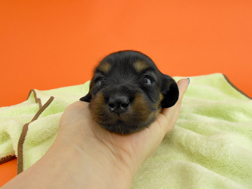カニンヘンダックス スワン & ジムダンディの子犬 ブラックタン 女の子 お写真初登場