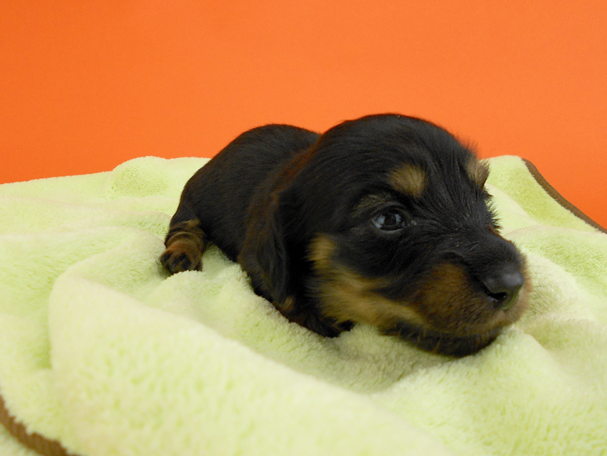 カニンヘンダックス スワン & ジムダンディの子犬 ブラックタン 女の子 お写真初登場