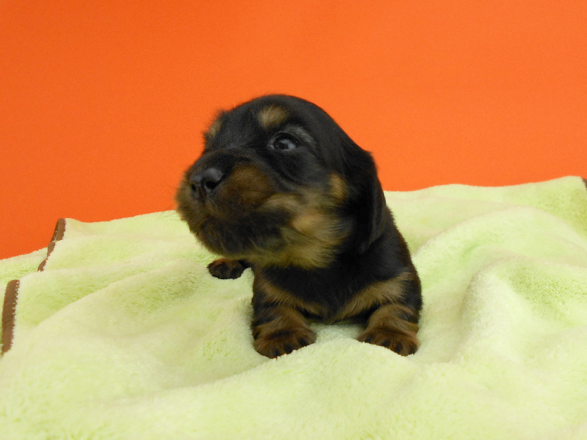 カニンヘンダックス スワン & ジムダンディの子犬 ブラックタン 女の子 お写真初登場