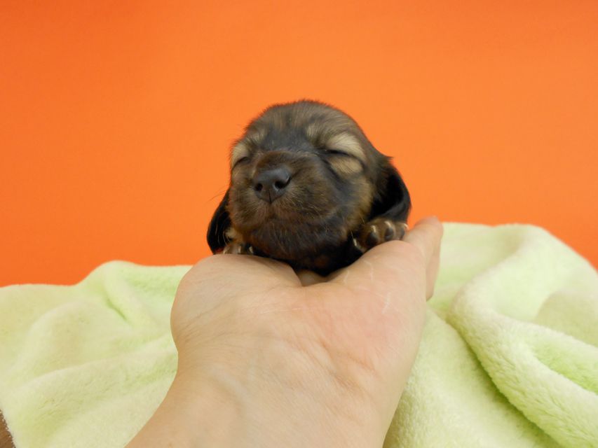 カニンヘンダックス マスター「ヨーダ」我が家に残します カニンヘンダックス マスター「ヨーダ」我が家に残します