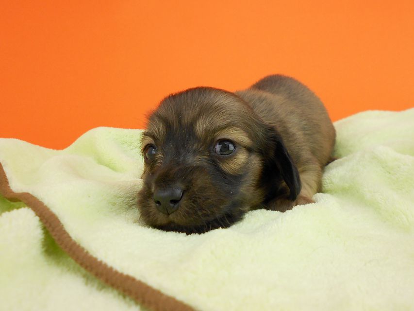 カニンヘンダックス スワン & ジムダンディの子犬 イエロー 女の子 お写真初登場DSCN0250 カニンヘンダックス スワン & ジムダンディの子犬 イエロー 女の子 お写真初登場