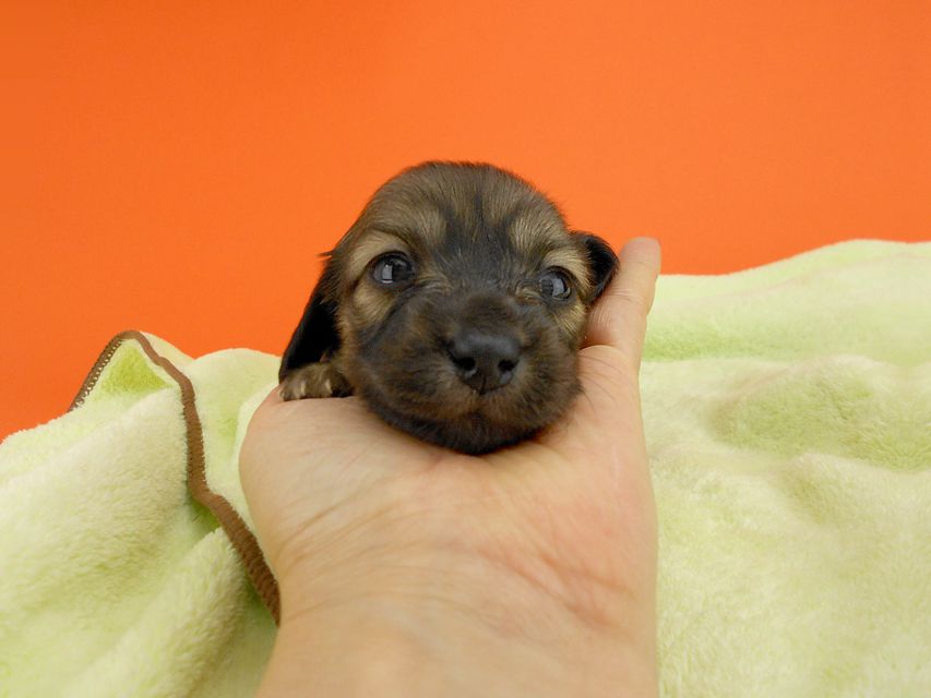 カニンヘンダックス スワン & ジムダンディの子犬 イエロー 女の子 お写真初登場DSCN0253 カニンヘンダックス スワン & ジムダンディの子犬 イエロー 女の子 お写真初登場