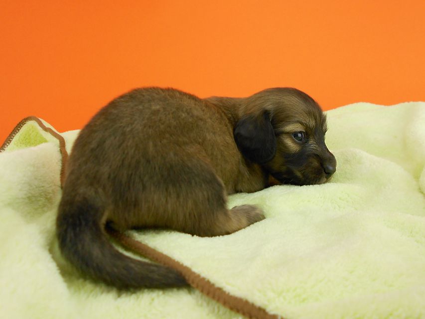 カニンヘンダックス スワン & ジムダンディの子犬 イエロー 女の子 お写真初登場DSCN0258 カニンヘンダックス スワン & ジムダンディの子犬 イエロー 女の子 お写真初登場