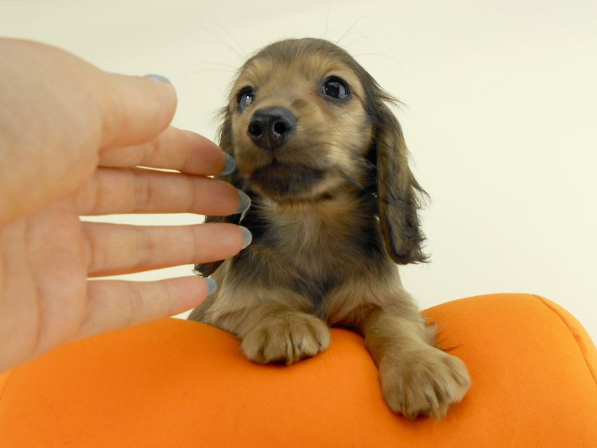 カニンヘンダックス スター & ボンの子犬 イエロー 男の子 お写真初登場