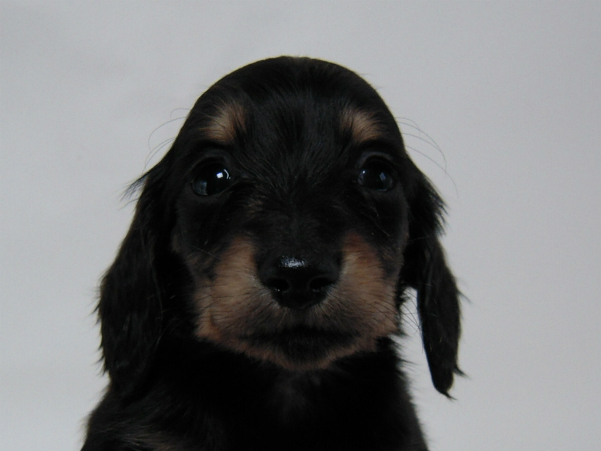 カニンヘン 子犬 ブラック＆クリーム 男の子 しずるの赤ちゃん 11/18生まれ