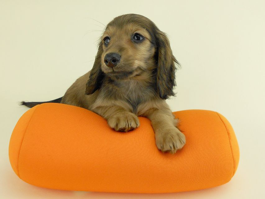 カニンヘンダックス スター & ボンの子犬 イエロー 男の子 お写真初登場