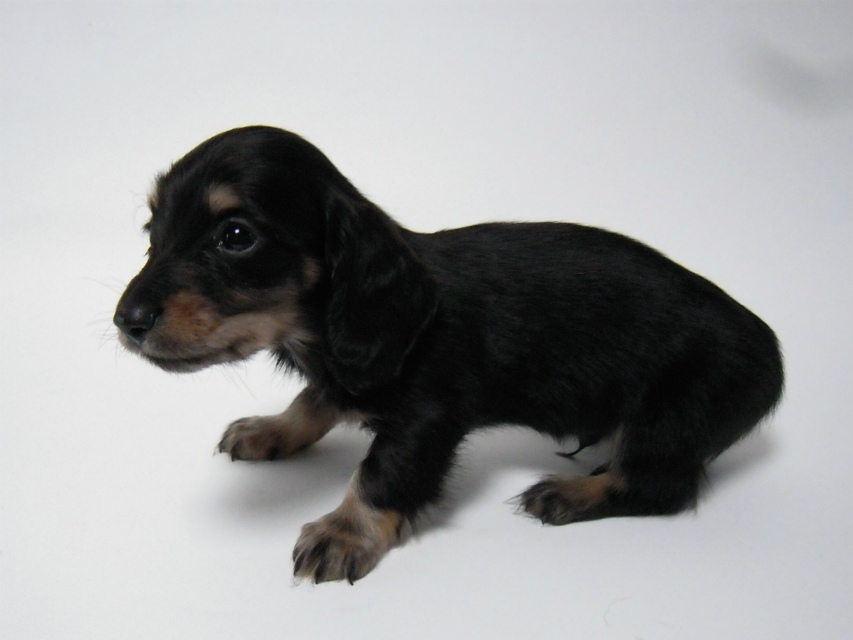 カニンヘン 子犬 ブラック＆クリーム 男の子 しずるの赤ちゃん 11/18生まれ