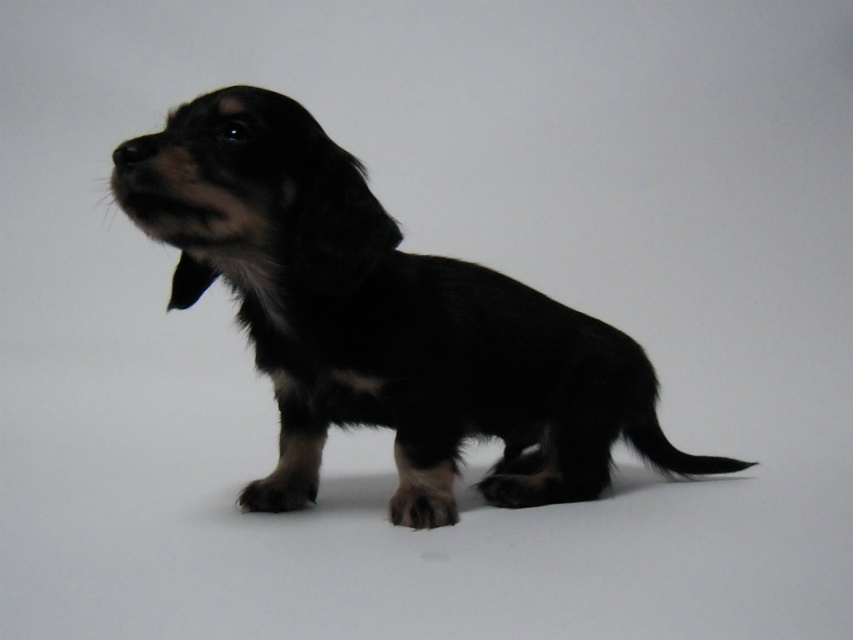 カニンヘン 子犬 ブラック＆クリーム 男の子 しずるの赤ちゃん 11/18生まれ