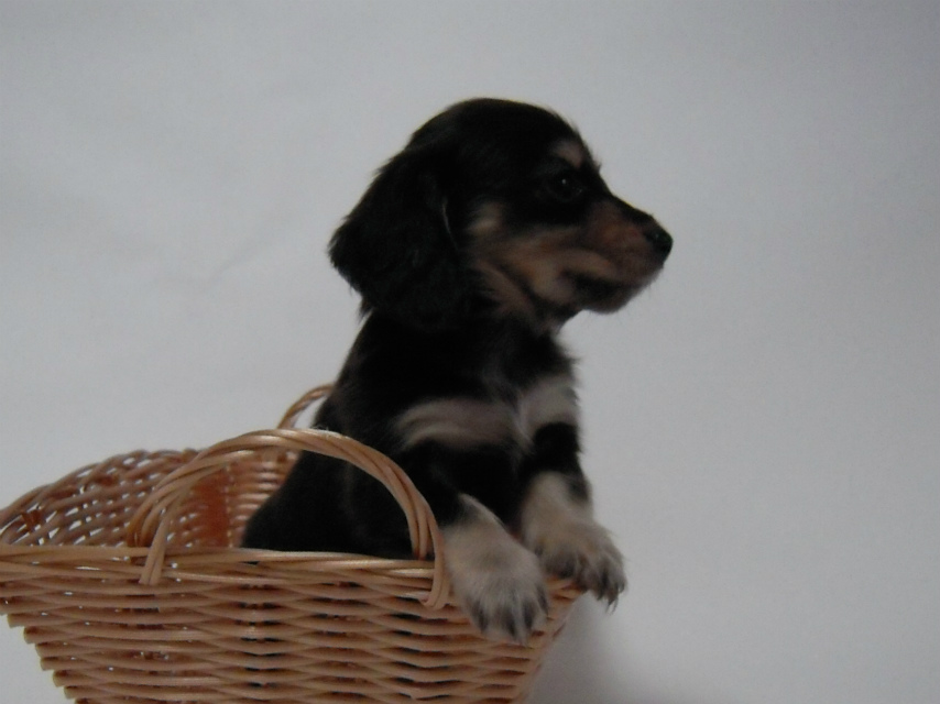 カニンヘン 子犬 ブラック＆クリーム 男の子 しずるの赤ちゃん 11/18生まれ