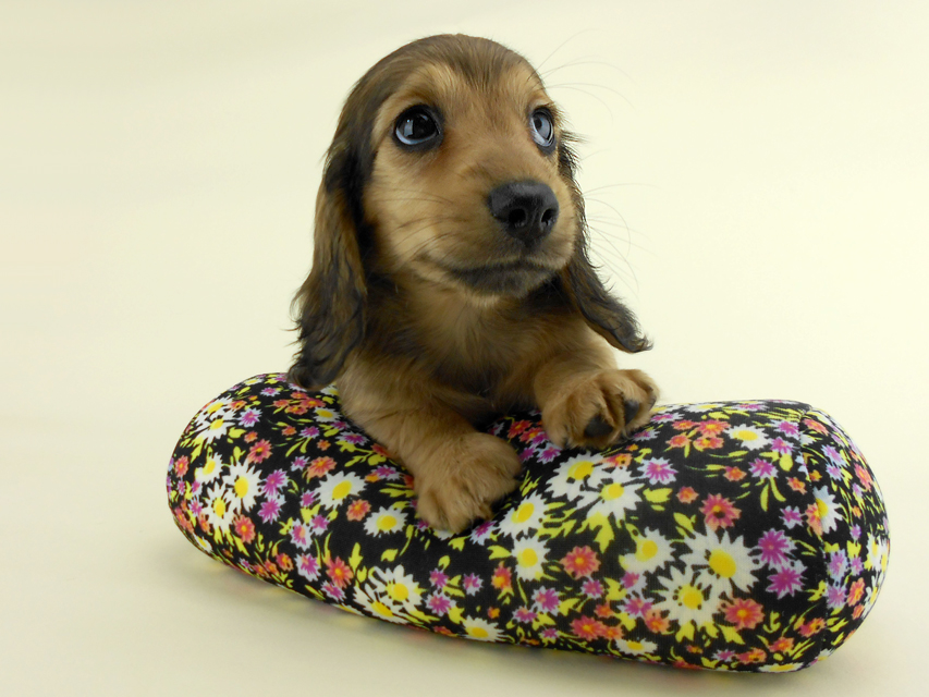 カニンヘンダックス スター & ボンの子犬 イエロー 女の子(2) お写真初登場DSCN0355 カニンヘンダックス スター & ボンの子犬 イエロー 女の子(2) お写真初登場