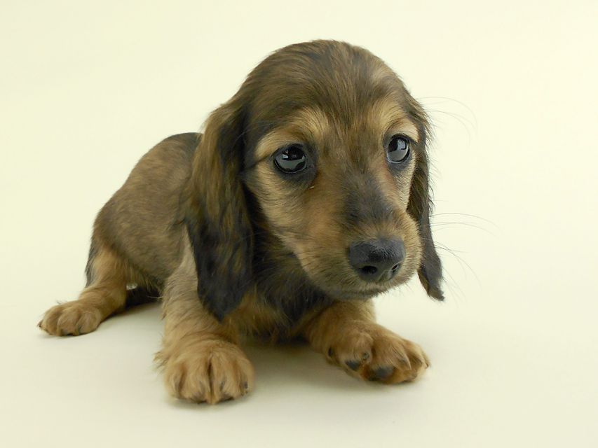 カニンヘンダックス スター & ボンの子犬 イエロー 女の子(3) お写真初登場DSCN0360 カニンヘンダックス スター & ボンの子犬 イエロー 女の子(3) お写真初登場