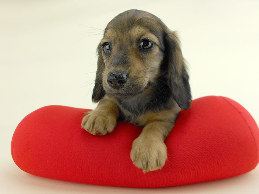 カニンヘンダックス スター & ボンの子犬 イエロー 女の子(3) お写真初登場DSCN0388 カニンヘンダックス スター & ボンの子犬 イエロー 女の子(3) お写真初登場