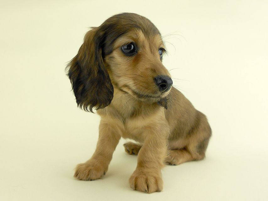 カニンヘンダックス スター & ボンの子犬 イエロー 女の子（4） お写真初登場