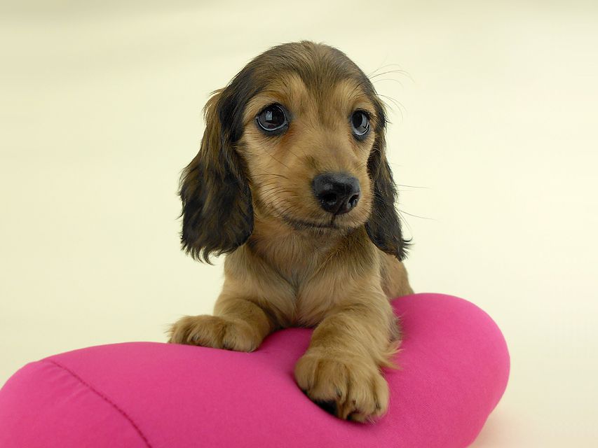 カニンヘンダックス スター & ボンの子犬 イエロー 女の子（4） お写真初登場