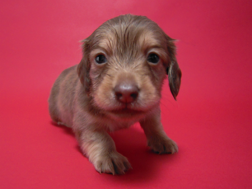 カニンヘン 子犬 チョコ系 男の子 ベルサスの赤ちゃん 12/3生まれ カニンヘン 子犬 チョコ系 男の子 ベルサスの赤ちゃん 12/3生まれ