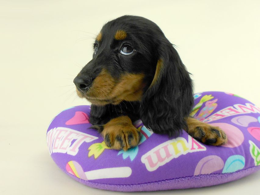 カニンヘンダックス ルース & バロンの子犬 ブラックタン 男の子 お写真初登場