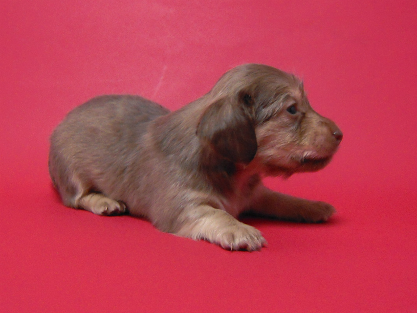 カニンヘン 子犬 チョコ系 男の子 ベルサスの赤ちゃん 12/3生まれ カニンヘン 子犬 チョコ系 男の子 ベルサスの赤ちゃん 12/3生まれ