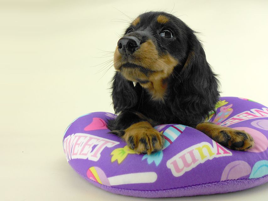 カニンヘンダックス ルース & バロンの子犬 ブラックタン 男の子 お写真初登場