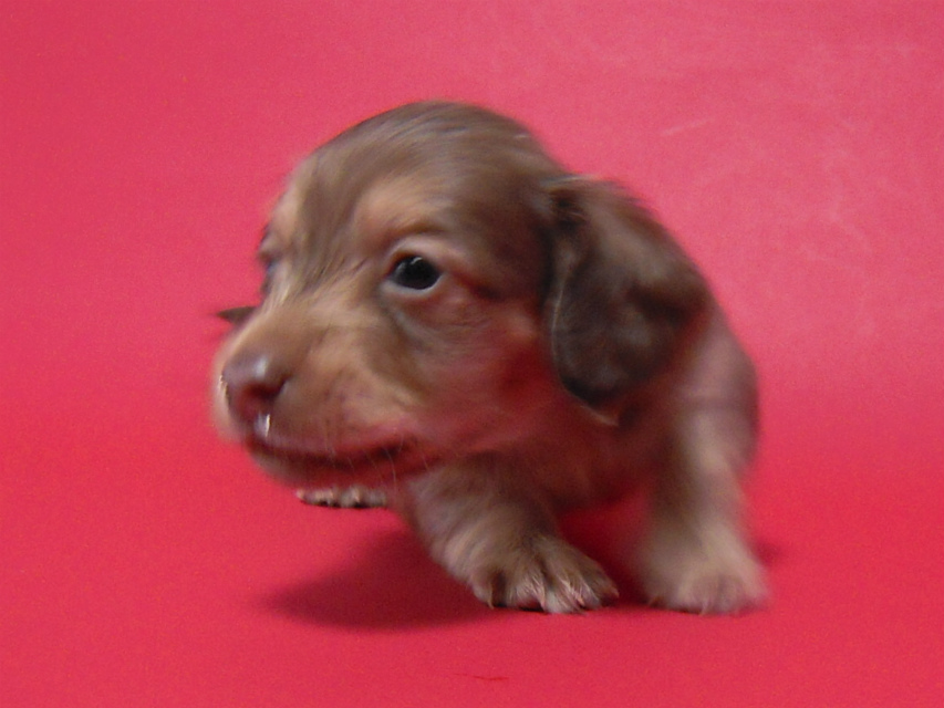 カニンヘン 子犬 チョコ系 男の子 ベルサスの赤ちゃん 12/3生まれ カニンヘン 子犬 チョコ系 男の子 ベルサスの赤ちゃん 12/3生まれ