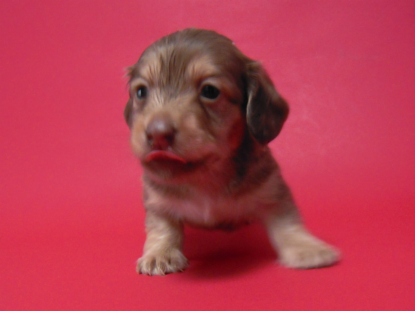 カニンヘン 子犬 チョコ系 男の子 ベルサスの赤ちゃん 12/3生まれ カニンヘン 子犬 チョコ系 男の子 ベルサスの赤ちゃん 12/3生まれ