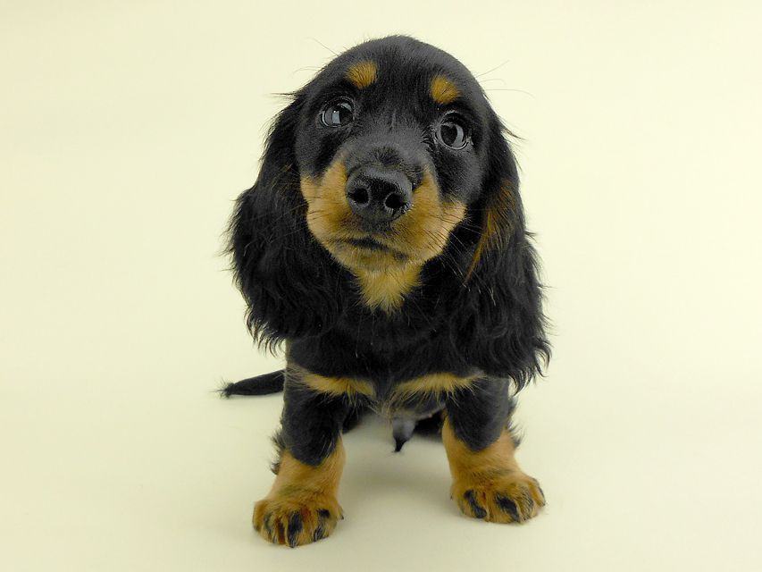 カニンヘンダックス ルース & バロンの子犬 ブラックタン 男の子 お写真初登場