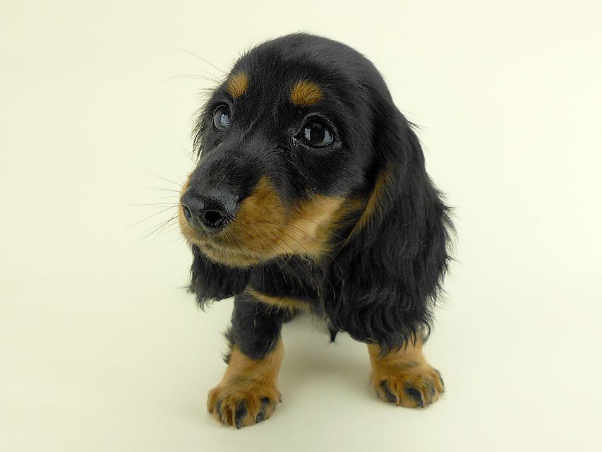 カニンヘンダックス ルース & バロンの子犬 ブラックタン 男の子 お写真初登場