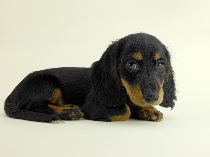 カニンヘンダックス ルース & バロンの子犬 ブラックタン 男の子 お写真初登場