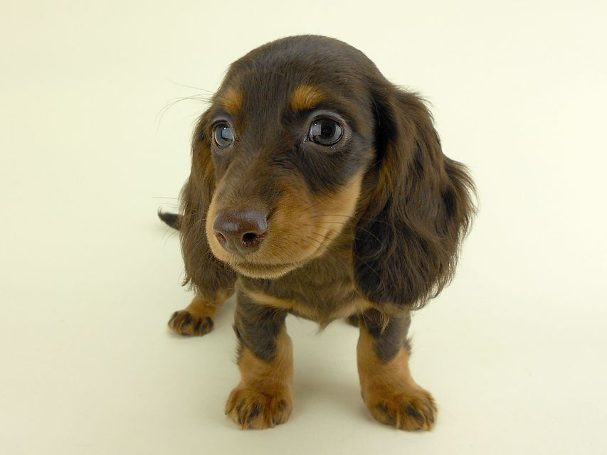 カニンヘンダックス ルース & バロンの子犬 チョコタン 女の子 お写真初登場