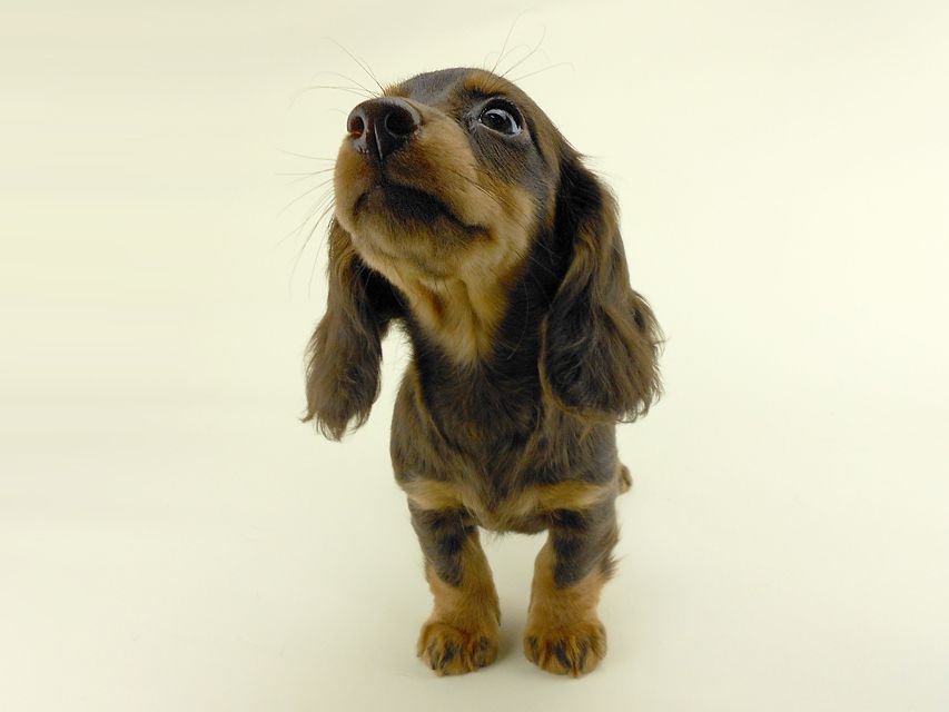 カニンヘンダックス ルース & バロンの子犬 チョコタン 女の子 お写真初登場